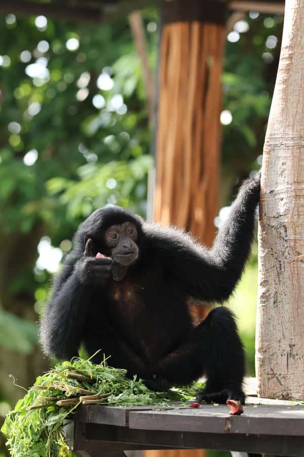 Bali Zoo: Guided Breakfast With Observing Orangutans - Photo Packages and the Real Cost of Capturing the Day