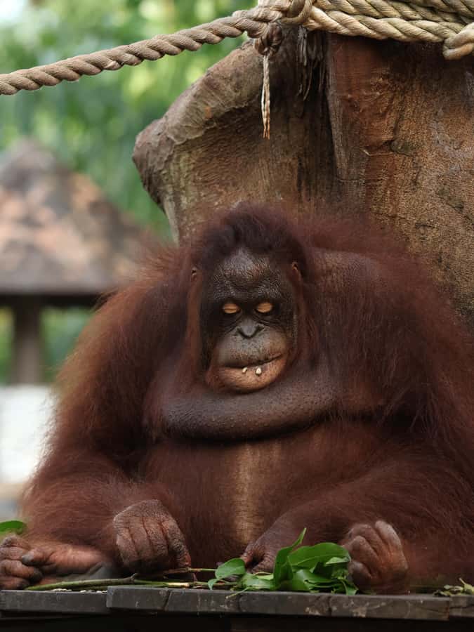 Bali Zoo: Guided Breakfast With Observing Orangutans - Who This Bali Zoo Breakfast Works Best For