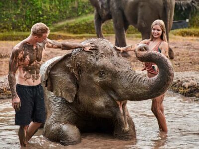 Bali Zoo: Guided Ethical Elephant Care Experience - The ethical core: how the mahout keeps elephants comfortable
