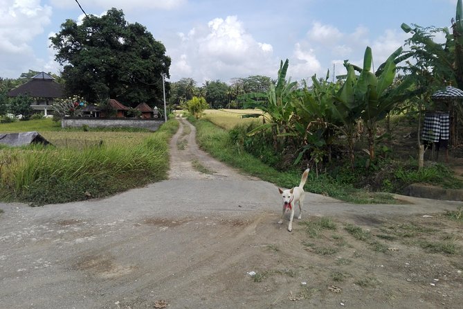 Balinese Cooking Class at Organic Farm - Key highlights worth getting excited about