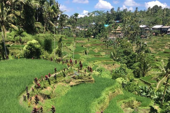 Balinese Life Style Tour - Why a private Bali driving tour feels easier than DIY