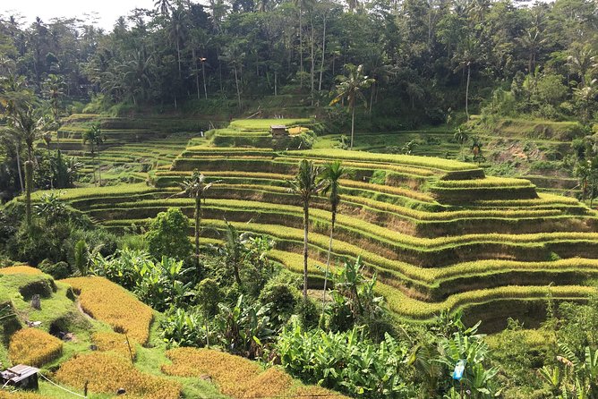 Balinese Life Style Tour - Kintamani and Mount Batur viewpoint: what to expect