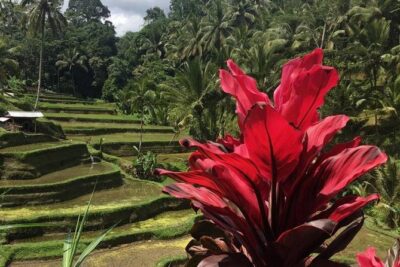 Balinese Life Style Tour - Tegalalang Rice Terrace and Tirta Empul purification water