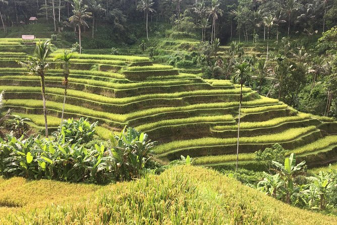 Balinese Life Style Tour - Price and logistics: does $74 really make sense
