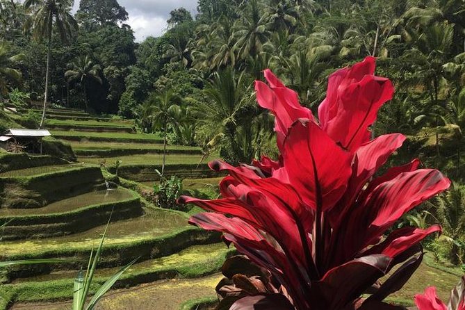 Balinese Life Style Tour - Tegalalang Rice Terrace and Tirta Empul purification water