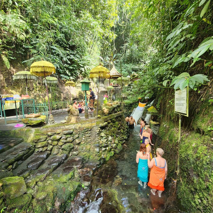 Balinese Purification at holy water temple with Local - The morning flow from Ubud pickup to the jungle stairs