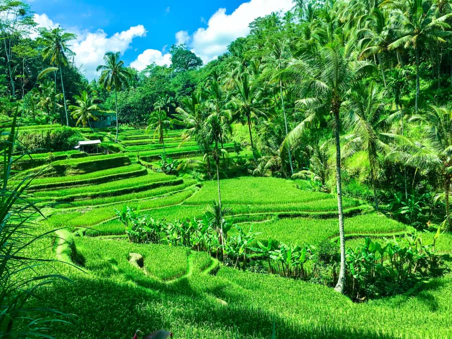 Balinese Purification Ritual and Local Healer Visit - A Purification Ritual and Rice Terrace Day in Ubud