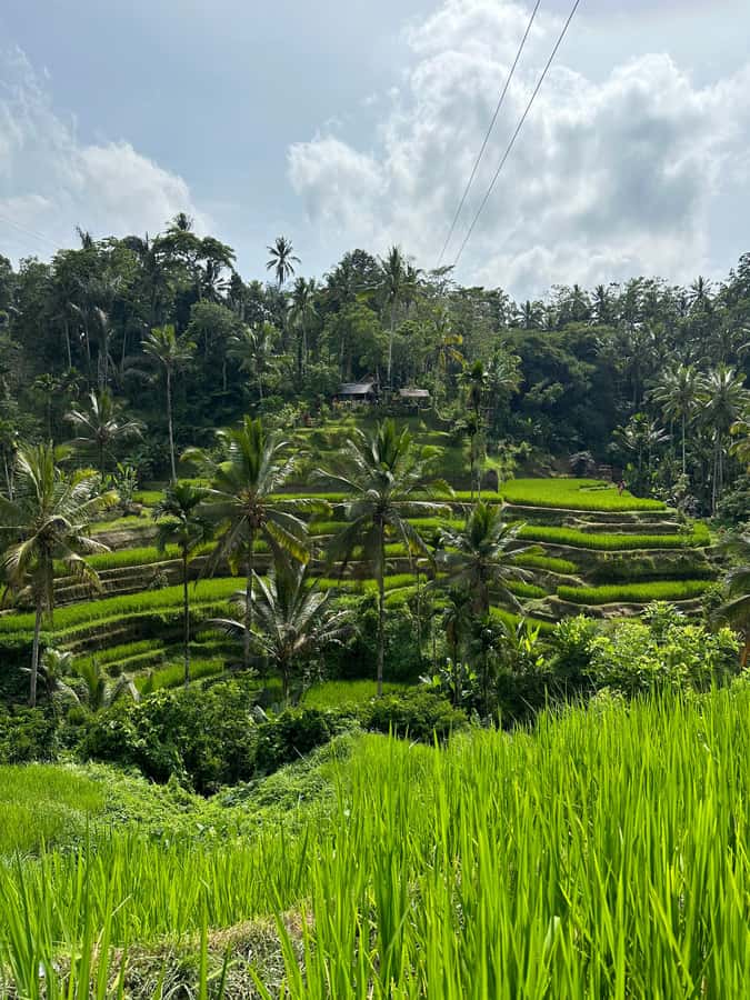 Balinese Spiritual Cleansing by Traditional Method - Pura Mengening: the holy-water temple stop (and the sarong moment)