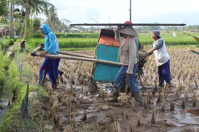 Balinese Ubud cooking school (9 Dish Cooking and Market Tour) - Entering the morning flow: Ubud Palace to market and rice fields