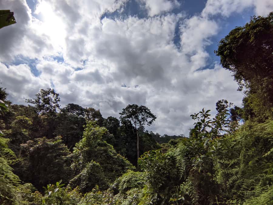 Bali’s Mystical Jungle Trek & Hidden Waterfall Adventure - Why This Jungle Trek Feels More Real Than the Usual Bali Day