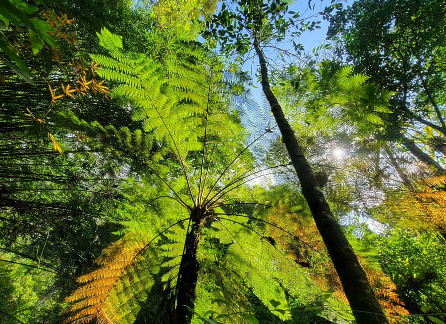 Bali’s Mystical Jungle Trek & Hidden Waterfall Adventure - Warung Balikaru Lunch: Fuel, Culture, and a Real Village Setting