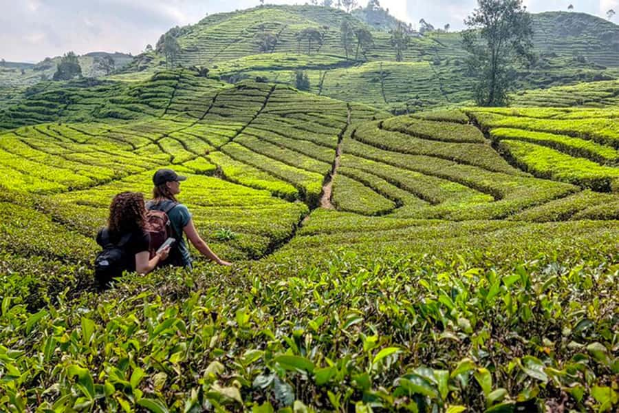 Bandung: White Crater, Scenic Tea Plantations & Hot Spring - Key things that make this tour worth your time