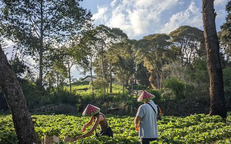 Bandung: White Crater, Scenic Tea Plantations & Hot Spring - Price and value: what $48 really buys you in South Bandung