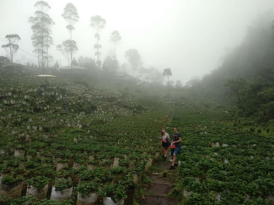 Bandung : White Crater, Tea Plantation Tour Guide Bandung - Who This Bandung Tour Suits Best