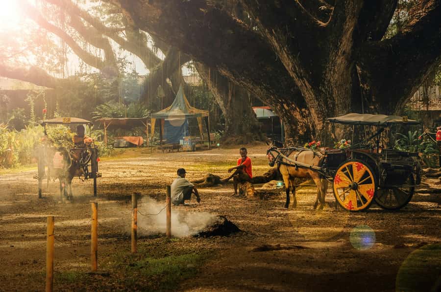 Banyuwangi: De Djawatan, Green, and Red Island Day Trip - De Djawatan Forest: the walking part that feels like a movie set