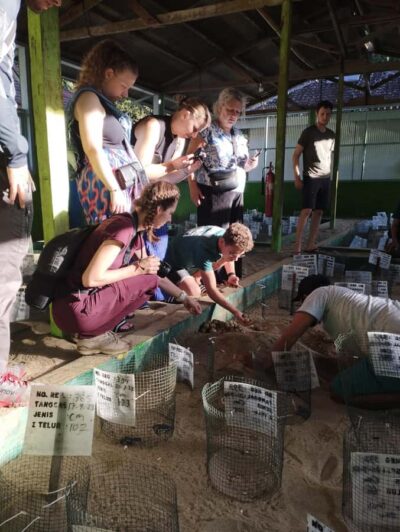 Banyuwangi: Sukamade Beach Turtle Conservation 2-Day Tour - Sukamade Beach at Night: How the Turtle Egg Hunting Works