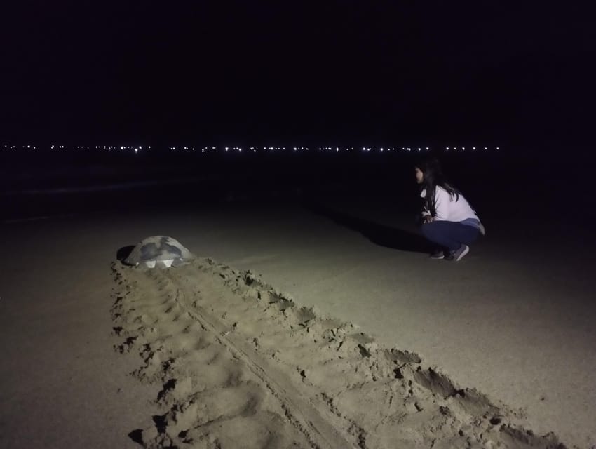Banyuwangi: Sukamade Beach Turtle Conservation 2-Day Tour - Should You Book This Banyuwangi Turtle Conservation Tour?