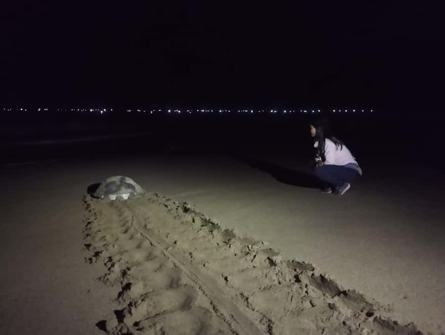 Banyuwangi: Sukamade Beach Turtle Conservation 2-Day Tour - FAQ