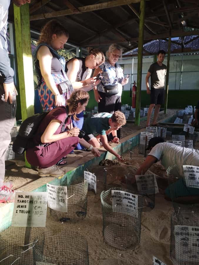 Banyuwangi: Sukamade Beach Turtle Conservation 2-Day Tour - Sukamade Beach at Night: How the Turtle Egg Hunting Works