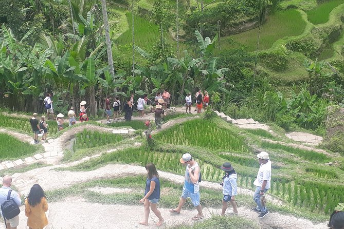 Batur Volcano Sunrise Trekking, Rice Teracce & Bali Coffee Plantation Tour - Why this Mount Batur sunrise day works (even if you hate early mornings)
