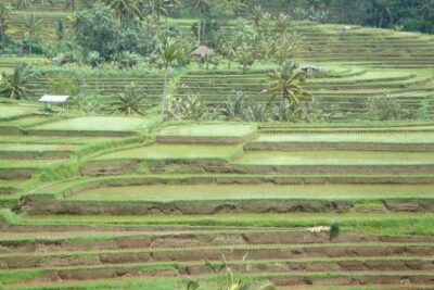 Bedugul Cultural Private Tour - Stop-by-stop: what you’ll do and what to watch for
