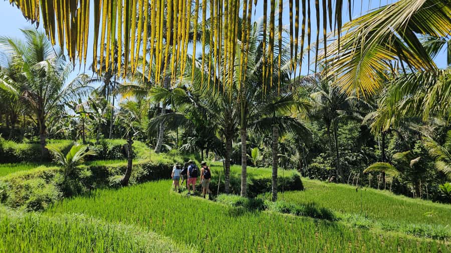Benang Kelambu: Authentic Lombok Rice Field & Waterfall Tour - Benang Stokel and Benang Kelambu: waterfall time with swim potential