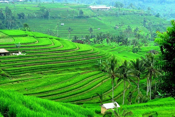 Beratan , lake side temple tour , all inclusive - Stop 3: Jatiluwih Green Terraces and UNESCO-Level Views