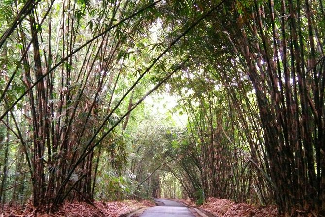 Besakih Temple Tour - Traditional Bali Village - All Inclusive - Penglipuran Village: clean streets, village rules, and fast culture time