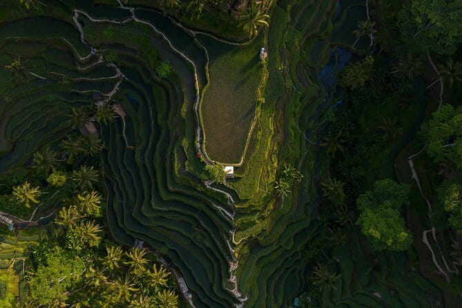 Best Day Tour - #3 World Cleanest Traditional Village - Tegenungan Waterfall: Green Views With Two Easy Ways to Experience It