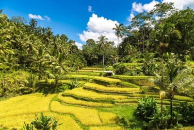 Best of Ubud 1-Day Private Tour - Celuk Village: pick your art style and watch it happen