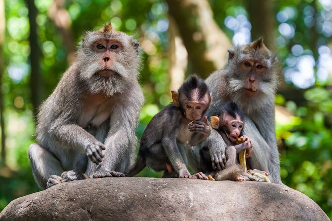 Best of Ubud 1-Day Private Tour - Private guide quality: humor, patience, and real photo help