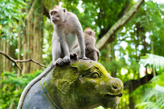 Best of Ubud Attractions: Private All-Inclusive Tour - Tegenungan Waterfall: The Big Splash Stop (And What to Plan For)