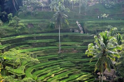 Best Of Ubud Private Day Tour With Local Guide - Private English-Speaking Driver: Why Olin’s Reputation Matters