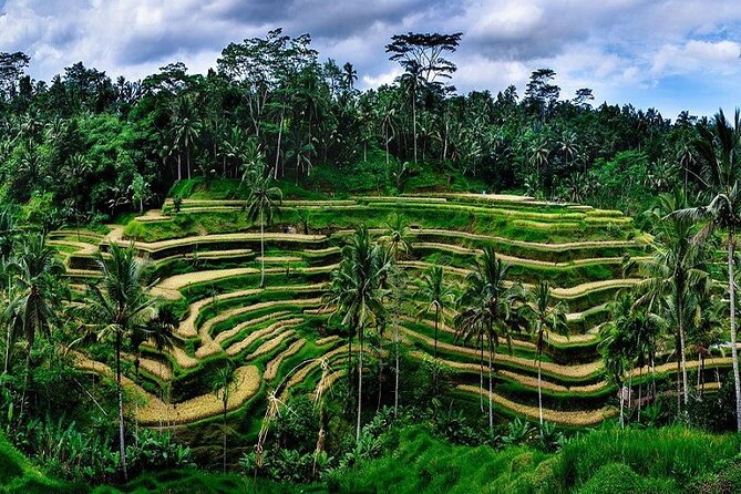Best Of Ubud Private Day Tour With Local Guide - Stop 3: Sacred Monkey Forest Sanctuary for Plants, Scale, and Day-Trip Energy