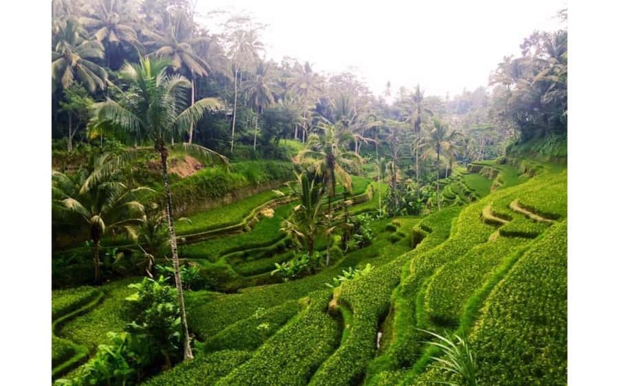 Best of Ubud - Private Guided Full-Day Tour, Ubud, Bali - Jambe Budaya Barong & Kris Dance: Good vs Evil, Balinese Style