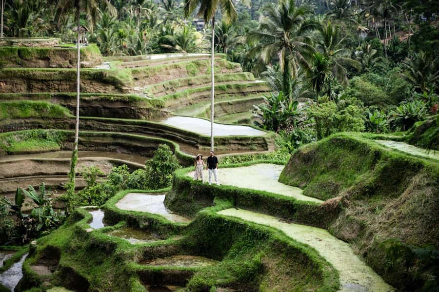 Best Of Ubud Purification Rice Terrace and Waterfall - Key highlights you’ll care about
