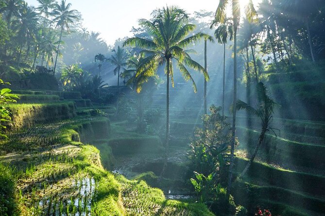 Best of Ubud: Rice Terrace, Temple and Waterfall Private Tour - Key highlights at a glance