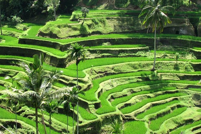 Best Of Ubud Tours - Key Points Worth Knowing