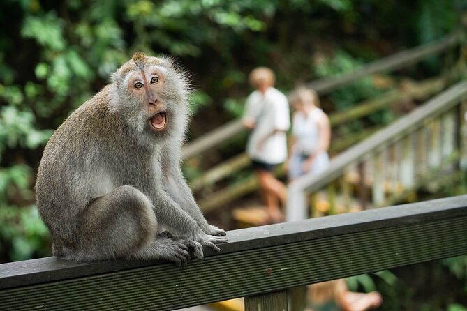 Best of Ubud Tours with Jungle Swing ( All Inclusive ) - Private Car + Photo-Forward Guide: The Real Comfort Upgrade