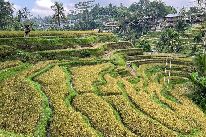 Best of Ubud - Ubud Tour Popular - All Inclusive - Drivers and guides: what “private” should feel like