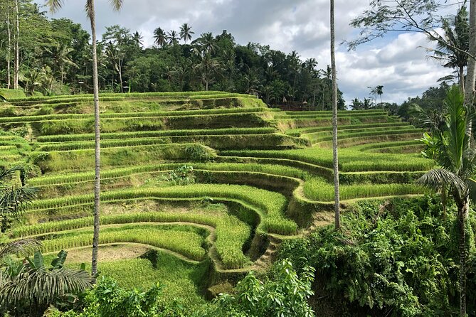 Best of Ubud Village Private Tour with Jungle Swing All Inclusive - Pickup, Timing, and the Private Advantage (8 Hours From 8:00 am)