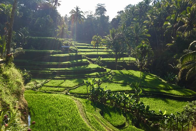 Best of Ubud Waterfalls, Tegalalang Rice Terrace and Swing Tour - The coffee plantation stop: Balinese samples, not a rush