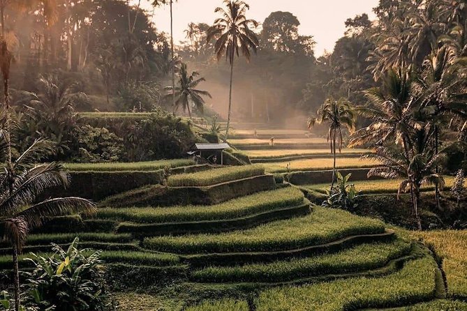 Best of Ubud Waterfalls, Tegalalang Rice Terrace and Swing Tour - Entering the Tegalalang Rice Terrace swing zone