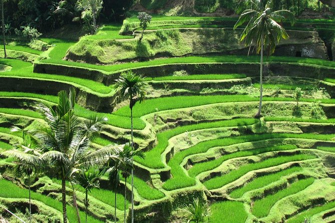 Best of Ubud with Jungle Swing Experience - Puseh Batuan Temple and the Traditional House Compound