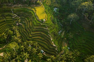 Best Ubud Highlights - Private Day Tour - Stop 1: Sacred Monkey Forest Sanctuary (what you’ll actually experience)