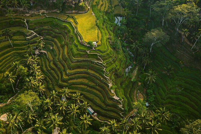 Best Ubud Highlights - Private Day Tour - Stop 1: Sacred Monkey Forest Sanctuary (what you’ll actually experience)