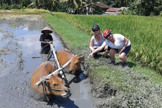 Bike ride in the rice fields, Bali countryside - Lunch Over Rice Fields and a River: The Payoff