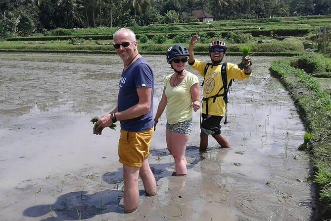 Bike ride in the rice fields, Bali countryside - Bikes, Helmets, and Guides: How They Keep This Smooth