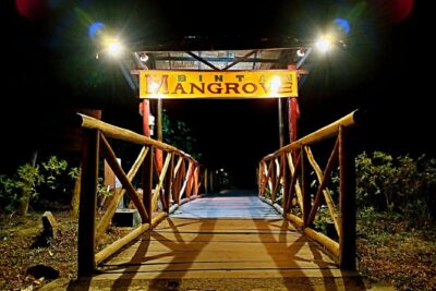 Bintan Fireflies Discovery Tour - What Your Guide Covers About Fireflies and the Mangrove Ecosystem