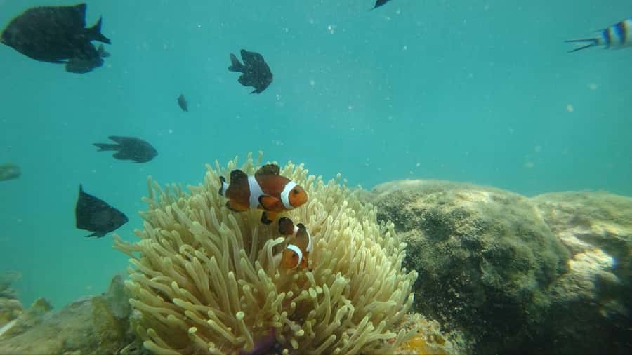 Bintan Snorkeling - Who This Tour Suits Best